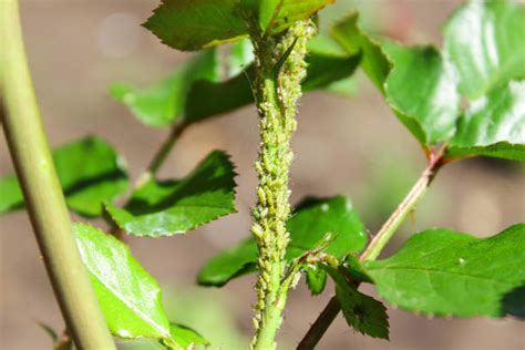 90+ Aphid Infestation On Roses Stock Photos, Pictures & Royalty-Free ...