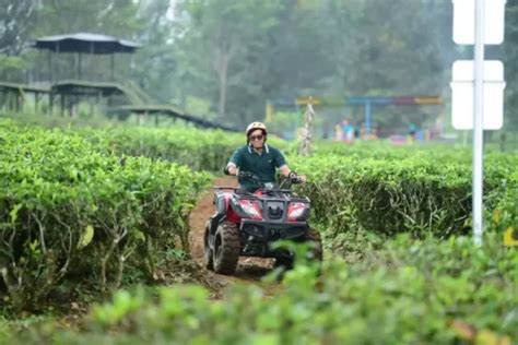 Goalpara Tea Park Wisata Alam Eksklusif Di Sukabumi