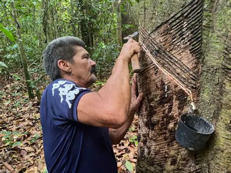 A Produção De Borracha Na Amazônia - Amazônia: como novo ciclo de borracha nativa pode está ajudando a ...