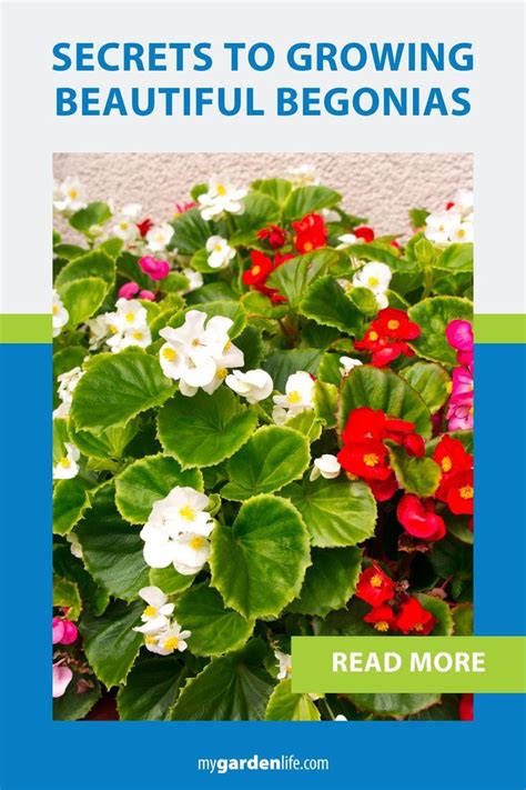 Secrets To Growing Beautiful Begonias In 2024 Flower Bed Borders Begonia Raised Flower Beds