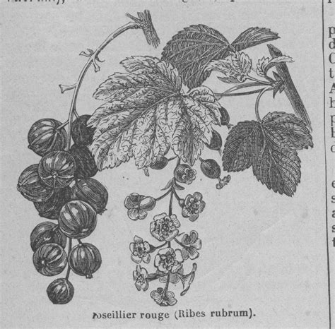 Redcurrant | Old Book Illustrations