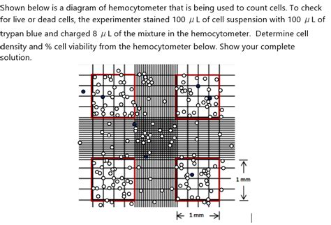 Haemocytometer Labelled Diagram