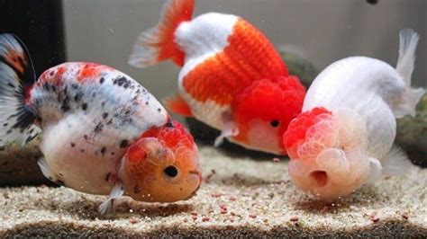 How To Tell If A Goldfish Is Male Or Female Aquariumistics