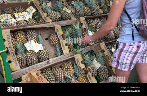 Maui pineapple farm Stock Videos & Footage - HD and 4K Video Clips - Alamy