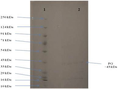 Sds Page Of Purified Polygalacturonase Pg From A Fumigatus Mtcc