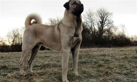 Kangal-Dog-14 | DogExpress