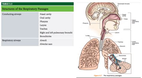 Respiratory Flashcards Quizlet