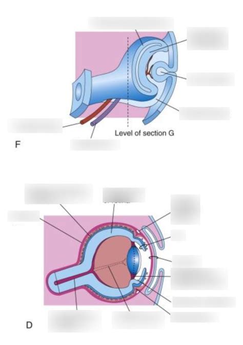 11 Vitreous Body Diagram Quizlet