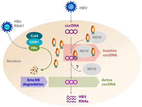 Viruses Free Full Text Identifying And Characterizing Interplay