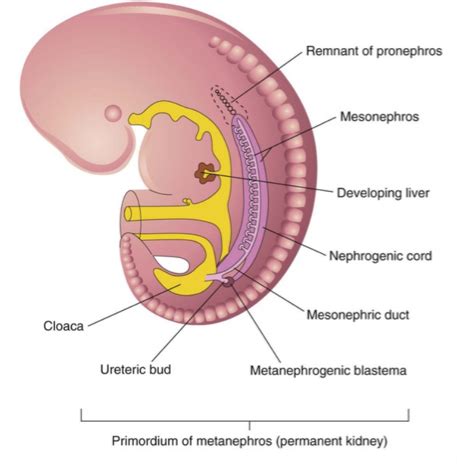 Urogenital Flashcards Quizlet