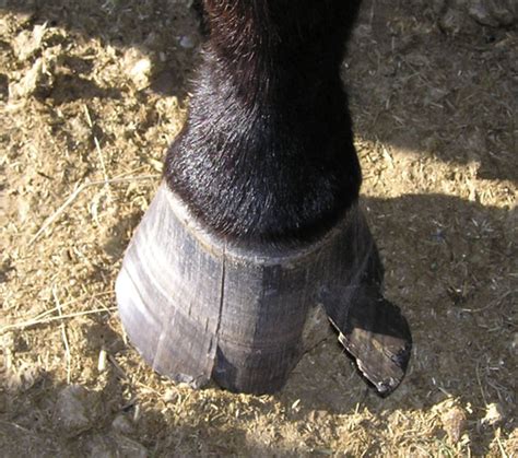 Caring for your horse’s hooves | UMN Extension