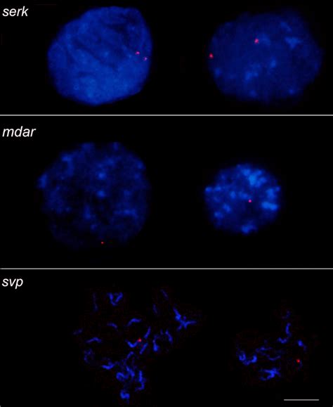 Carica Papaya L Sex Chromosome Review And Physical Mapping Of The Serk