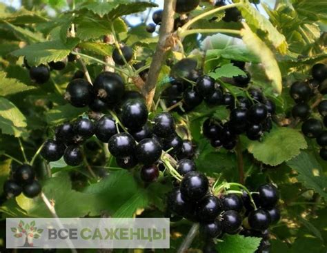Цена на Смородина черная Селеченская 2 - купить саженцы