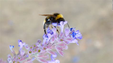 Bumblebees Are Going Extinct Because Of Climate Crisis But There Are