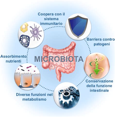 Il Test Del Microbiota Studio Medico Polispecialistico Petrarca Napoli