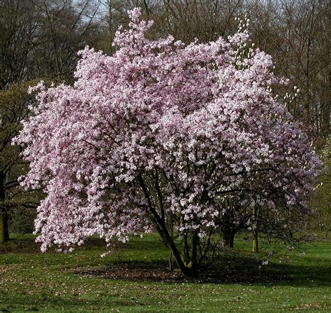 Leonard Messel Kobushi Magnolia At Ganiylablog Blog