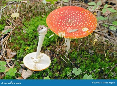 Cogumelo Do Agaric De Mosca Foto De Stock Imagem De Veneno Cogumelo