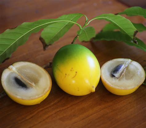 Lucuma Pouteria Lucuma