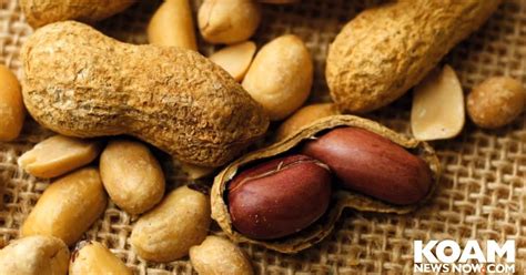 Introducing Peanuts Early Reduces Allergy Risk Study Finds