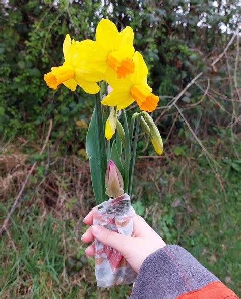 First time growing flower bulbs! : r/gardening