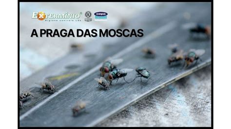 O Que Isso Significa Quando Uma Mosca Est Em Torno De Uma Pessoa Leia