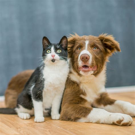 cat dog