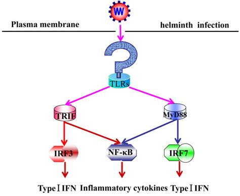 Tlr Induction Of Inflammation By Parasitic Infection Myd Tlrs And