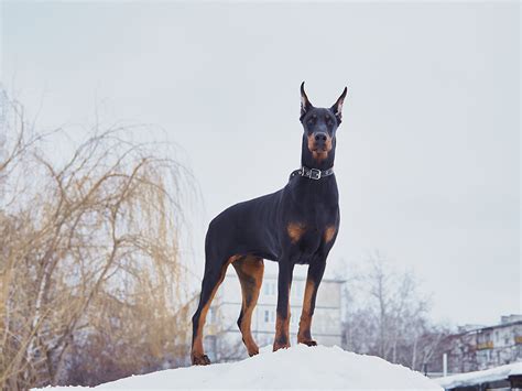 🔥 [69+] Doberman Wallpapers | WallpaperSafari