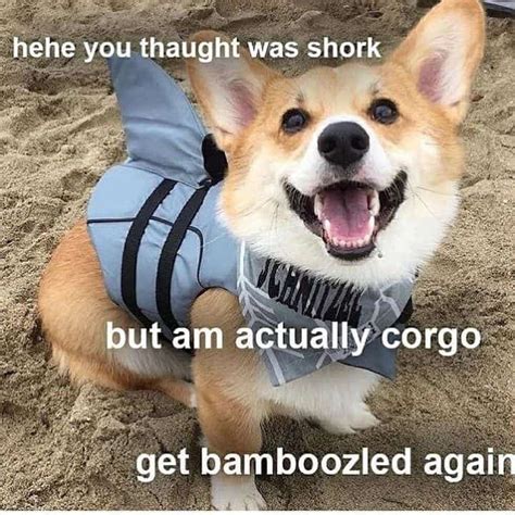 250+ Best Corgi Memes