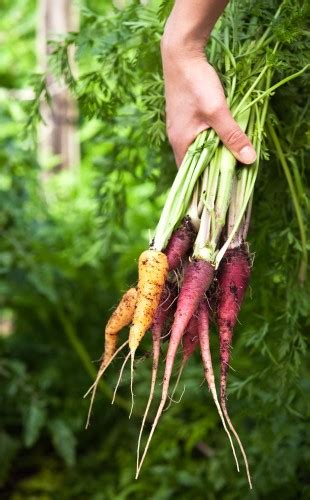 Dons Tips Coloured Carrots Burke S Backyard