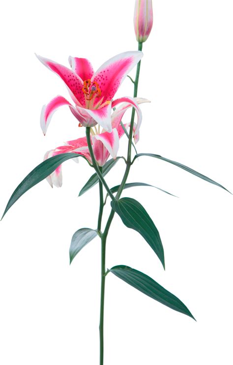 Free Transparent Lilies Download Free Transparent Lilies Png Images