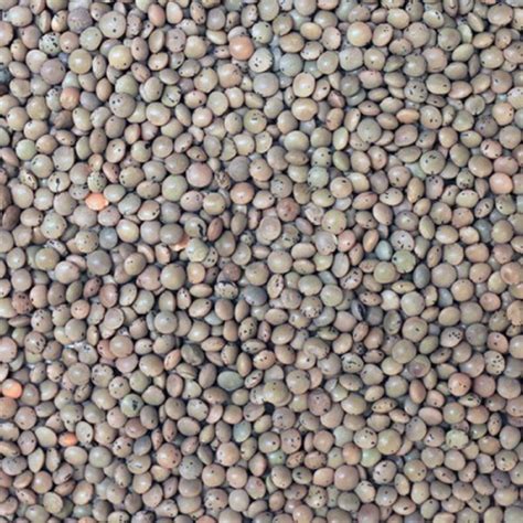 Organic Brown Lentils Harriets Of Hove