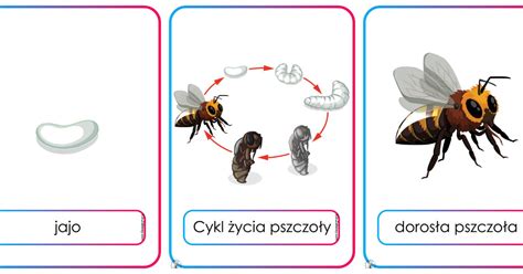 Plansze Dydaktyczne Cykl Ycia Pszczo Y Pdf Do Wydruku Za Darmo