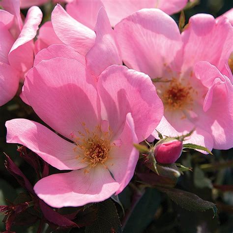 Blushing Knock Out Rose Van Wilgen S Garden Center