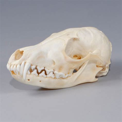 Fox Skull Evolution Store