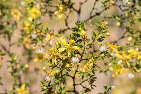 Creosote Bush Vascular Plants Of Marathon Grasslands Preserve