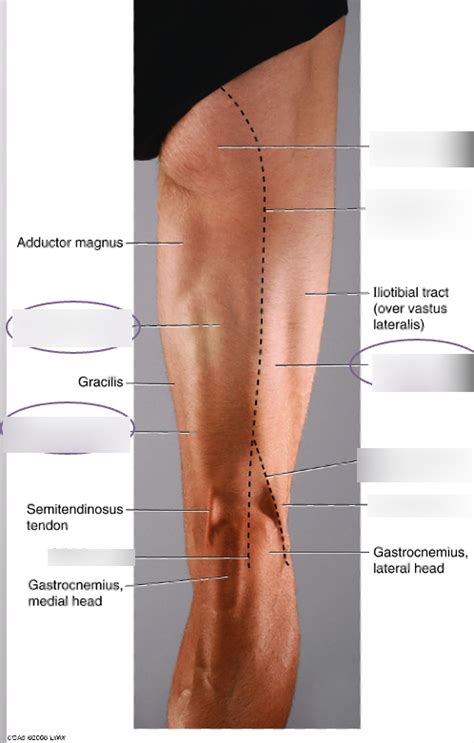 Posterior Compartment Of Thigh Diagram Quizlet