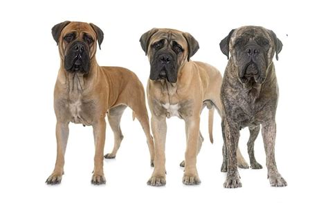 Mastiff Names – 250+ Perfect Names for This Gentle Giant