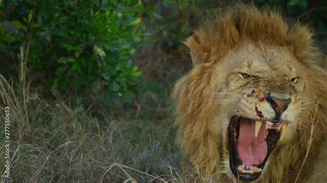 Lion yawning Stock Video | Adobe Stock