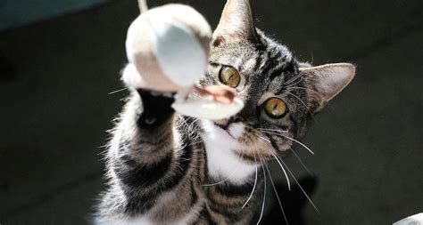 Cat Exercise: 20 Ways to Keep Your Kitty Active | BeChewy