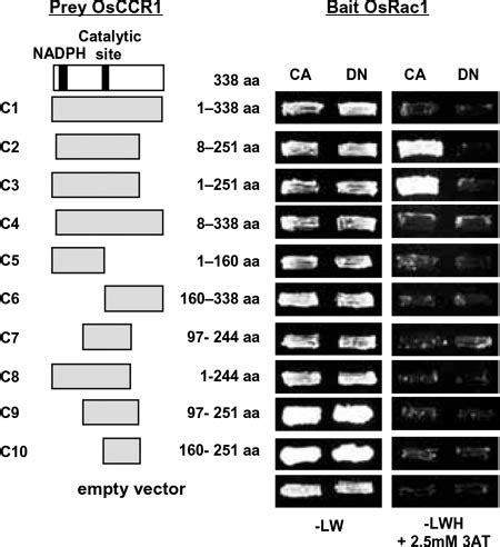 Expression And Intracellular Localization Of OsCCR1 A Expression Of