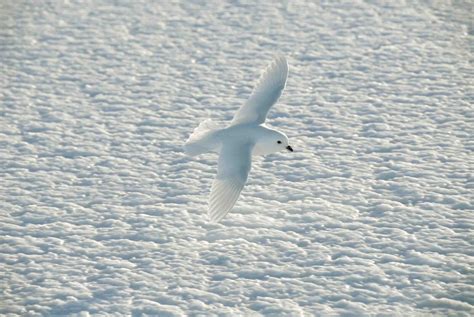 Snow petrel – Australian Antarctic Program