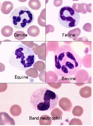 WBC Morphology Normals Flashcards Quizlet