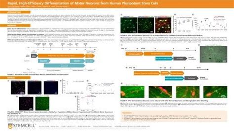 Stemdiff Motor Neuron Differentiation Kit Stemcell Technologies