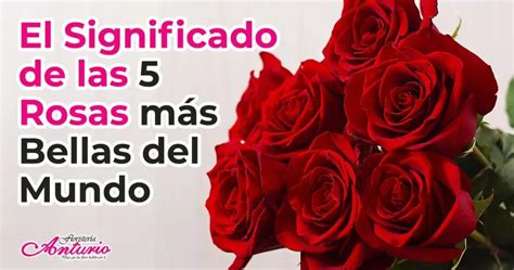 El Significado De Las Rosas Rojas En El Amor Teleflor