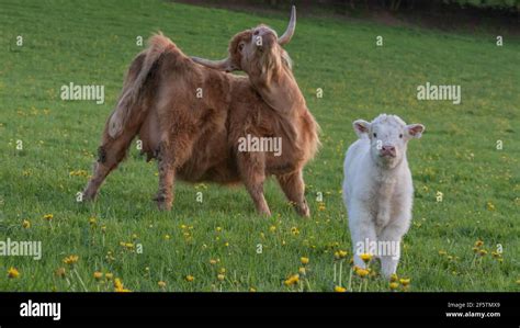 Fluffiest Cow