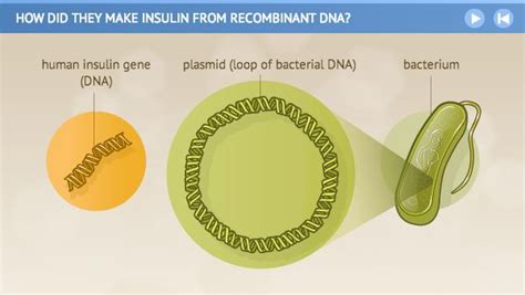 Illustration Of Human Insulin Gene Plasmid Loop Of Bacterial Dna