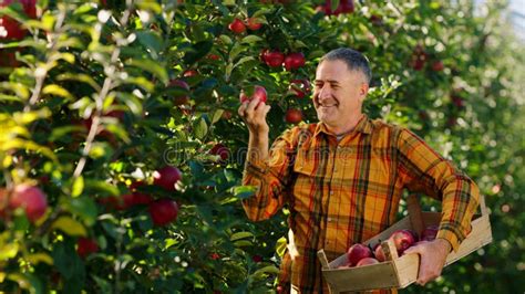 Sunny Autumn In A Beautiful Apple Orchard Mature Charismatic Farmer Happy Pick Up The Ripe