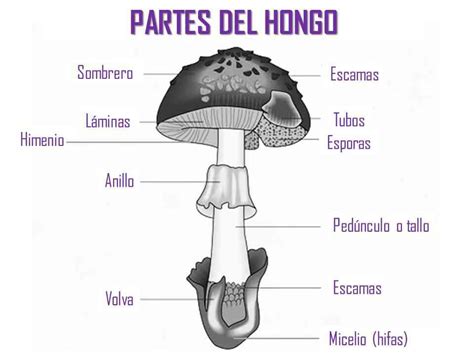 Morfología de los hongos