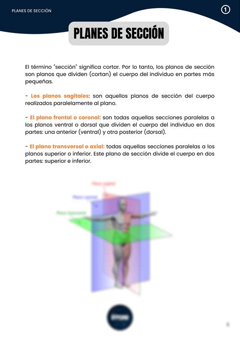 Solution Anatom A Cabeza Y El Cuello Studypool